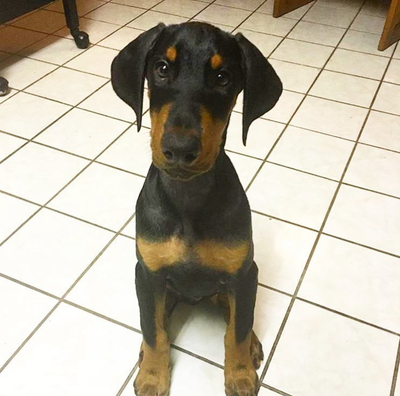 AVAILABLE PUPPIES – Doberman Pinscher